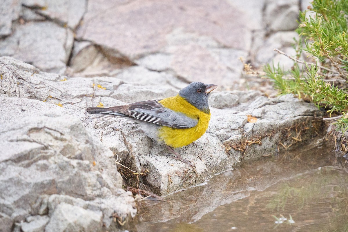 Gray-hooded Sierra Finch - ML646290192
