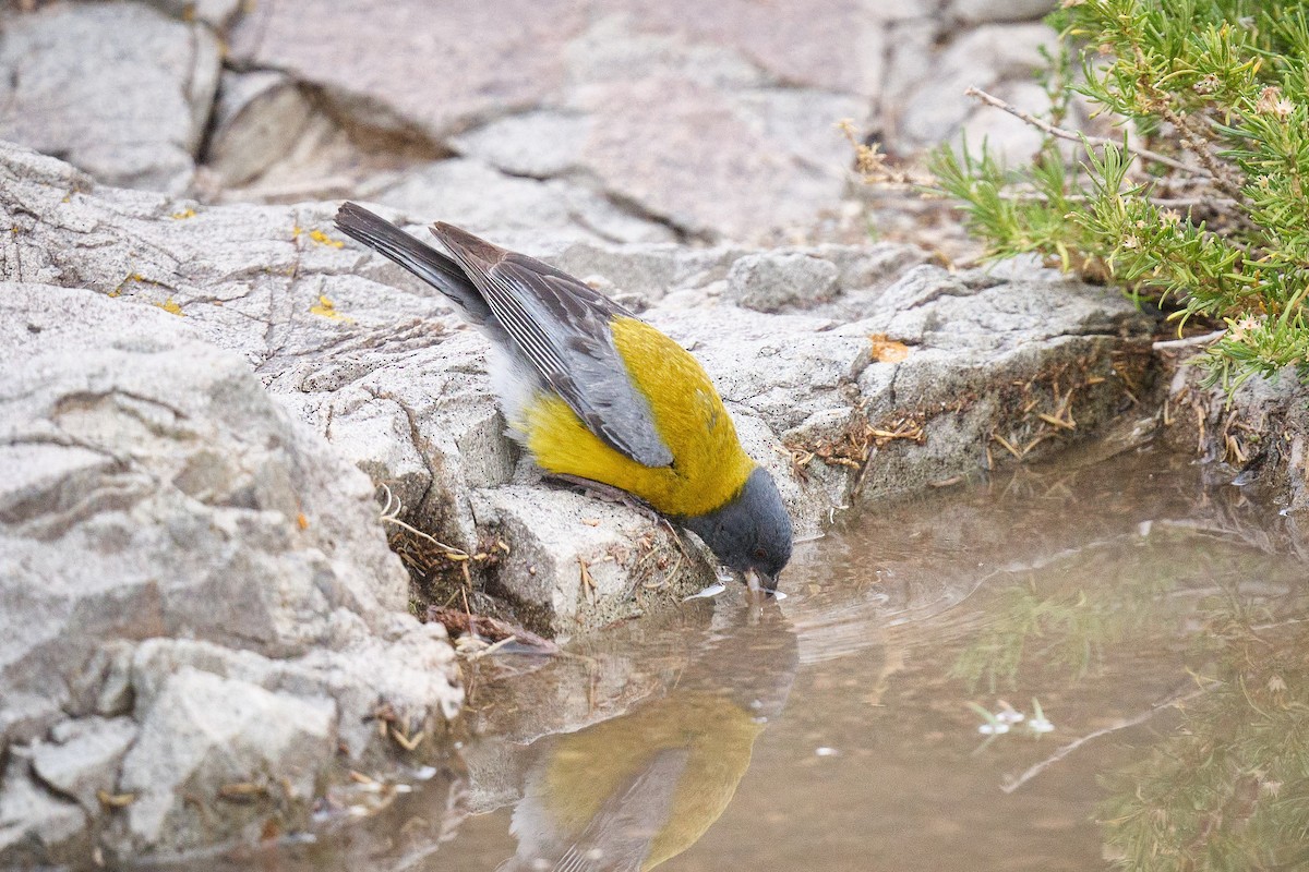 Gray-hooded Sierra Finch - ML646290193