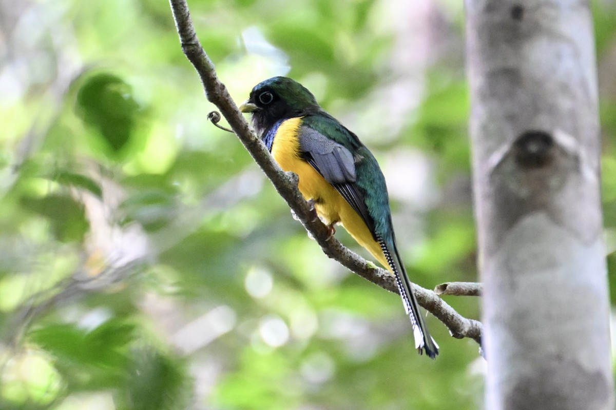Atlantic Black-throated Trogon - ML646290194