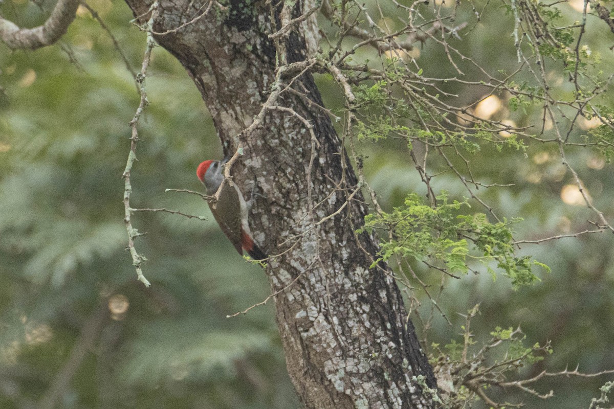 African Gray Woodpecker - ML646290196