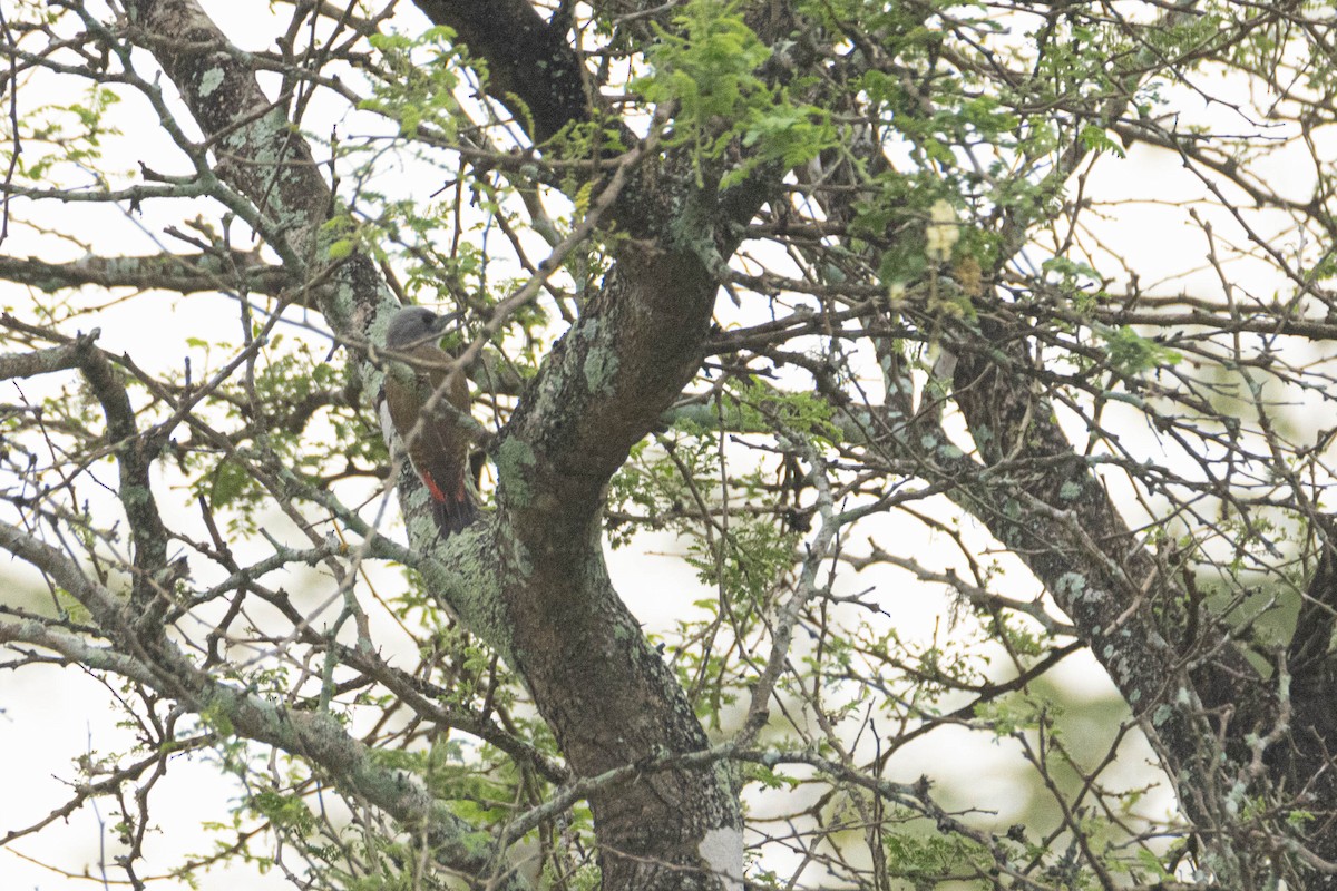 African Gray Woodpecker - ML646290197