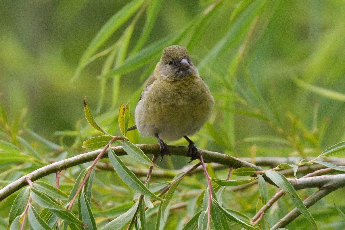 Hooded Siskin - ML646290199