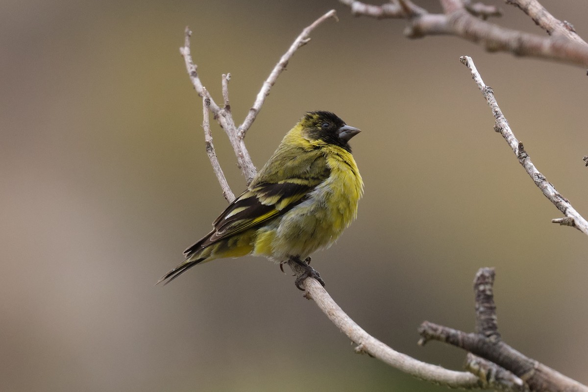Hooded Siskin - ML646290200