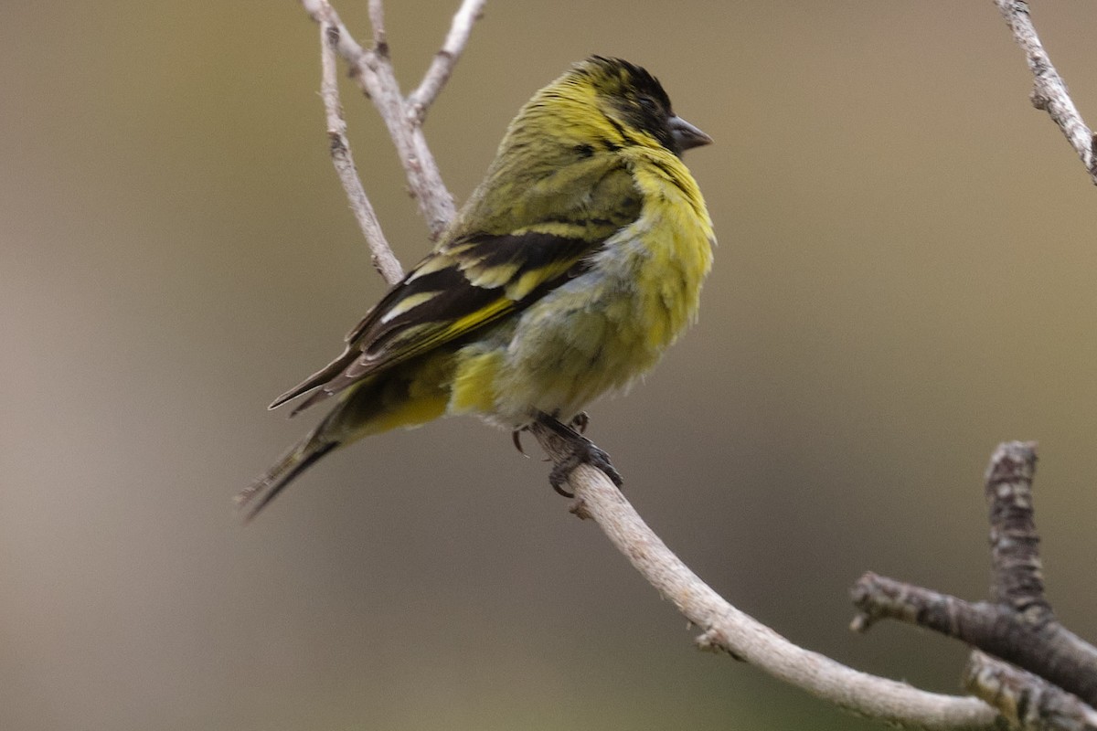 Hooded Siskin - ML646290201