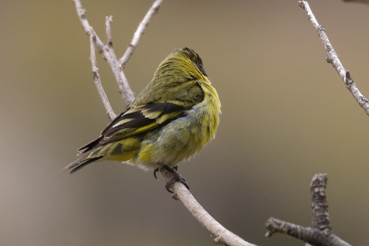 Hooded Siskin - ML646290202