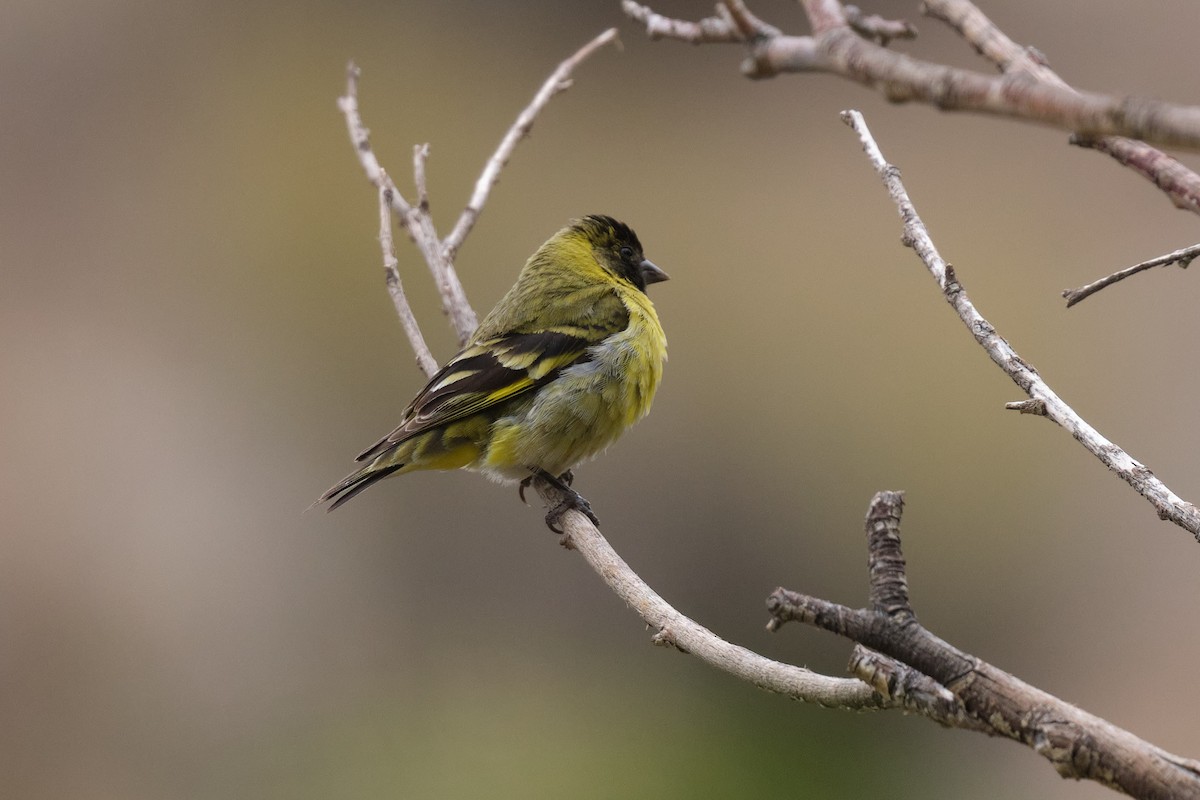 Hooded Siskin - ML646290203