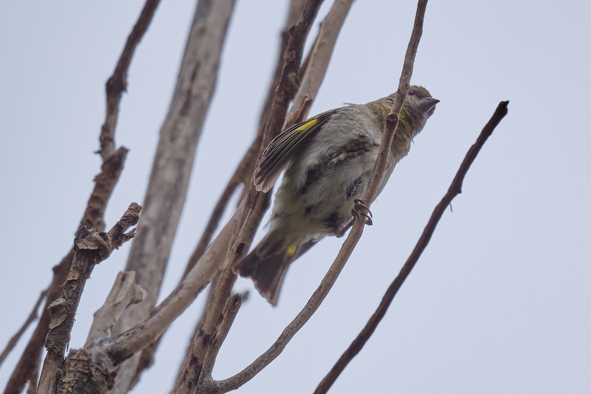 Hooded Siskin - ML646290204