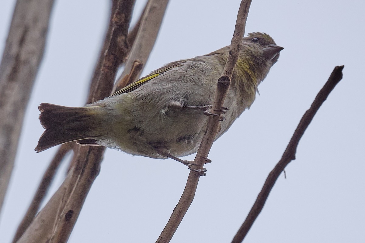Hooded Siskin - ML646290205