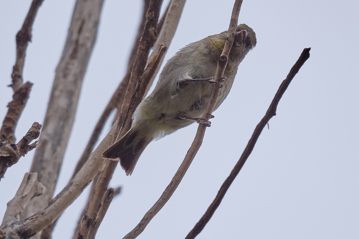 Hooded Siskin - ML646290206