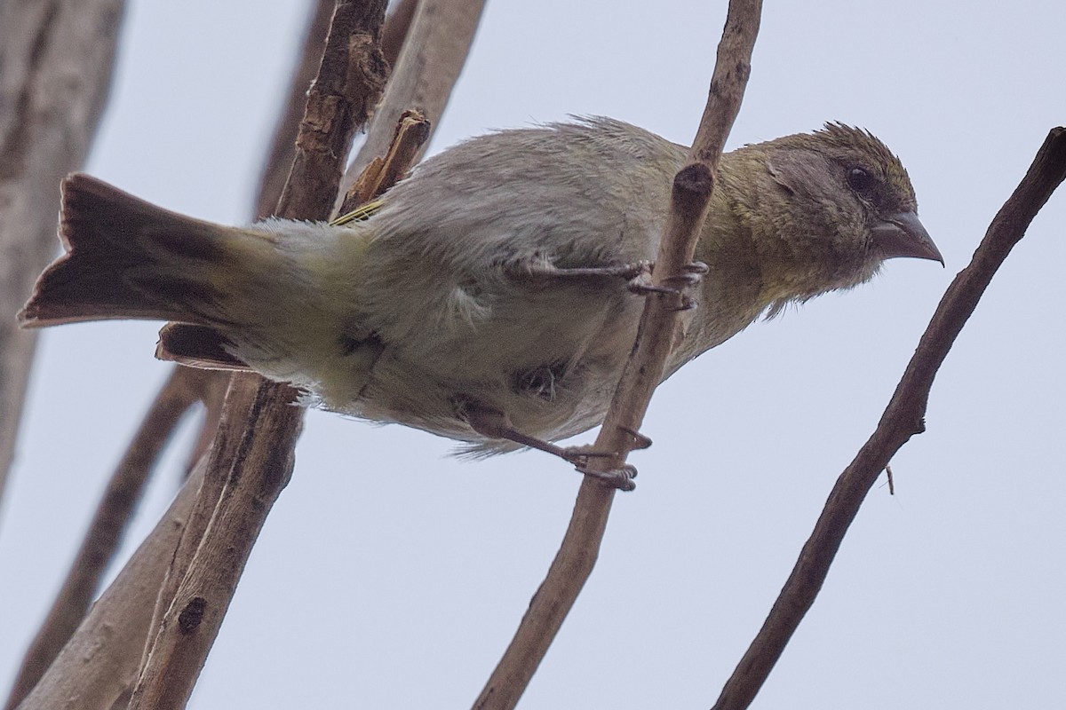 Hooded Siskin - ML646290207