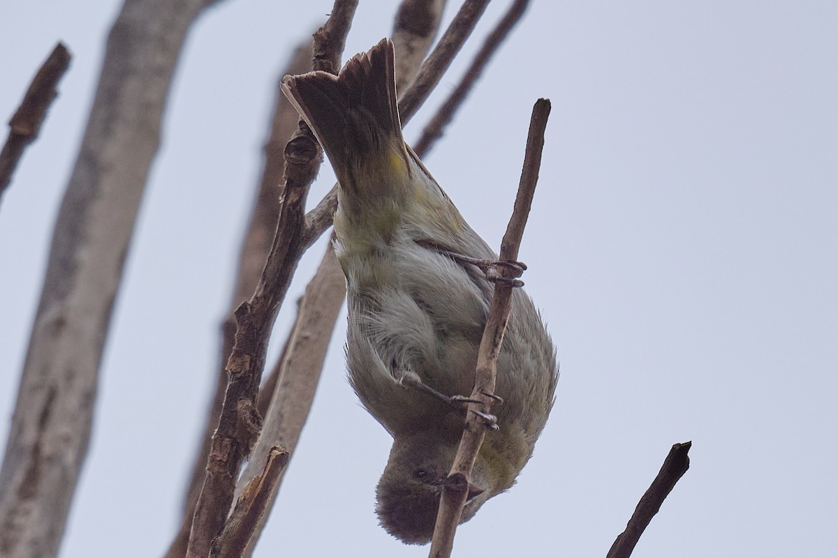 Hooded Siskin - ML646290208