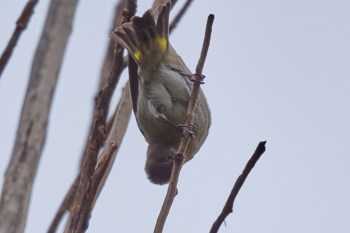 Hooded Siskin - ML646290209