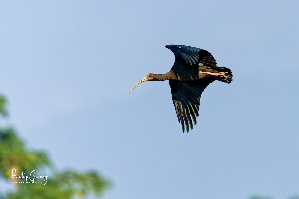 Red-naped Ibis - ML646290210