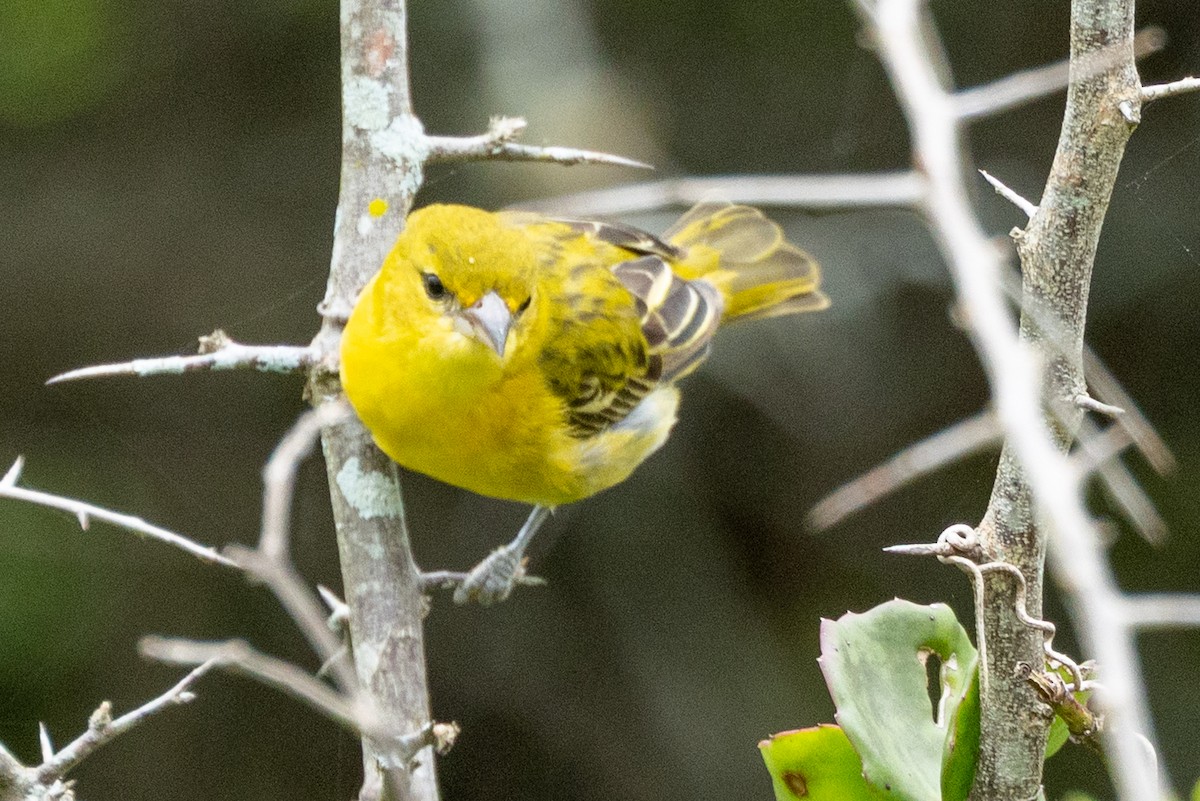 Lesser Masked-Weaver - ML646290211