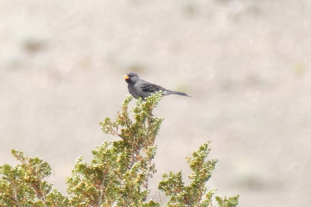 Mourning Sierra Finch - ML646290212