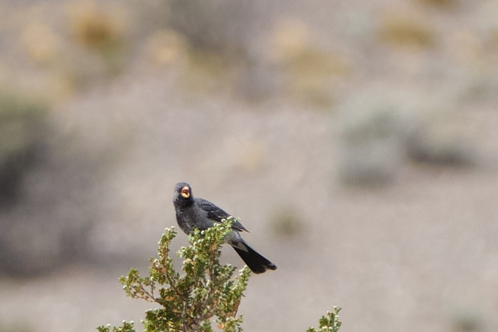 Mourning Sierra Finch - ML646290213