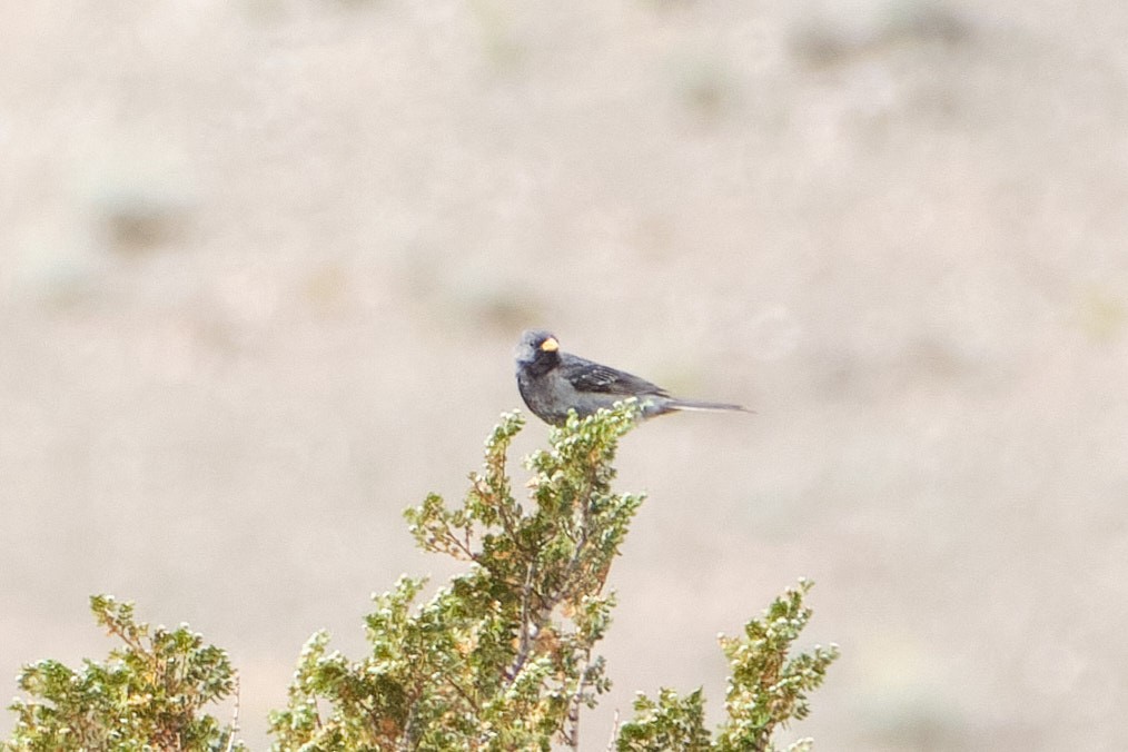 Mourning Sierra Finch - ML646290214