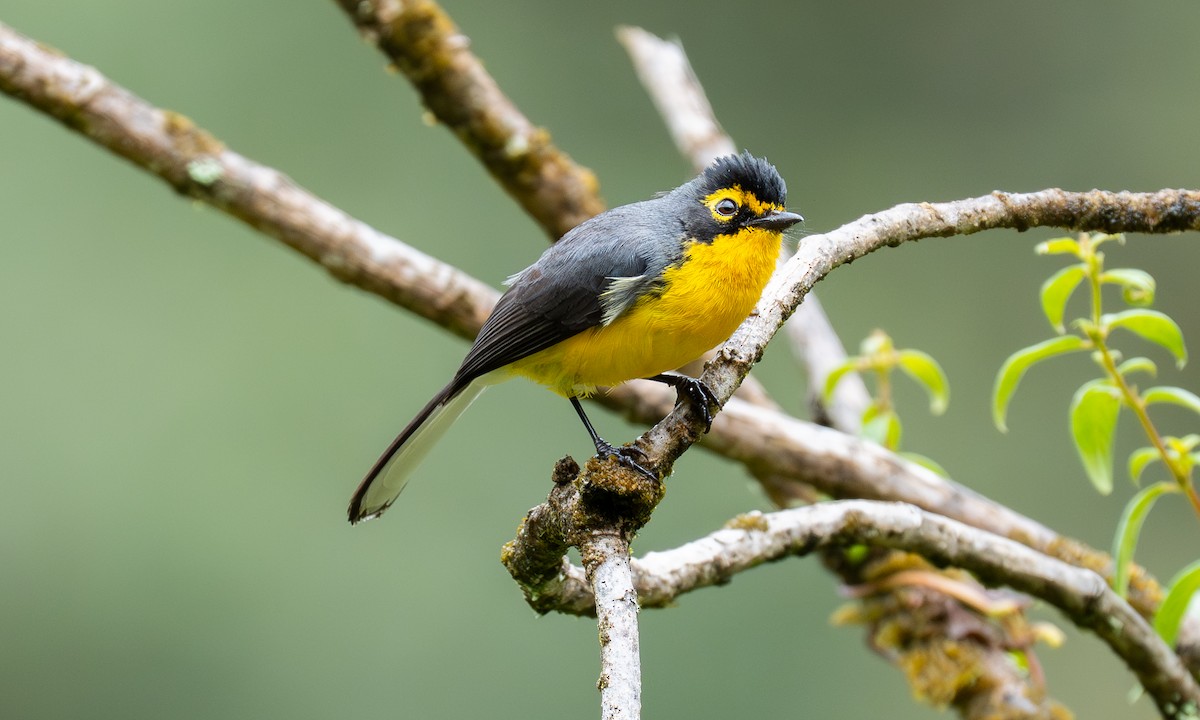 Spectacled Redstart - ML646290215