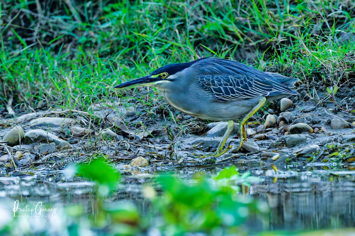 Little Heron - ML646290216