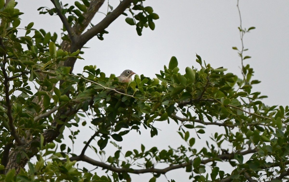 Steinortolan - ML646290217