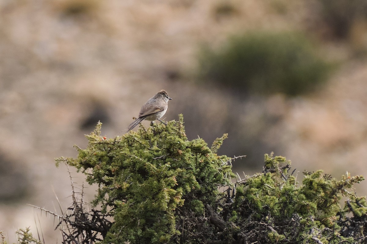 Plain-mantled Tit-Spinetail - ML646290219