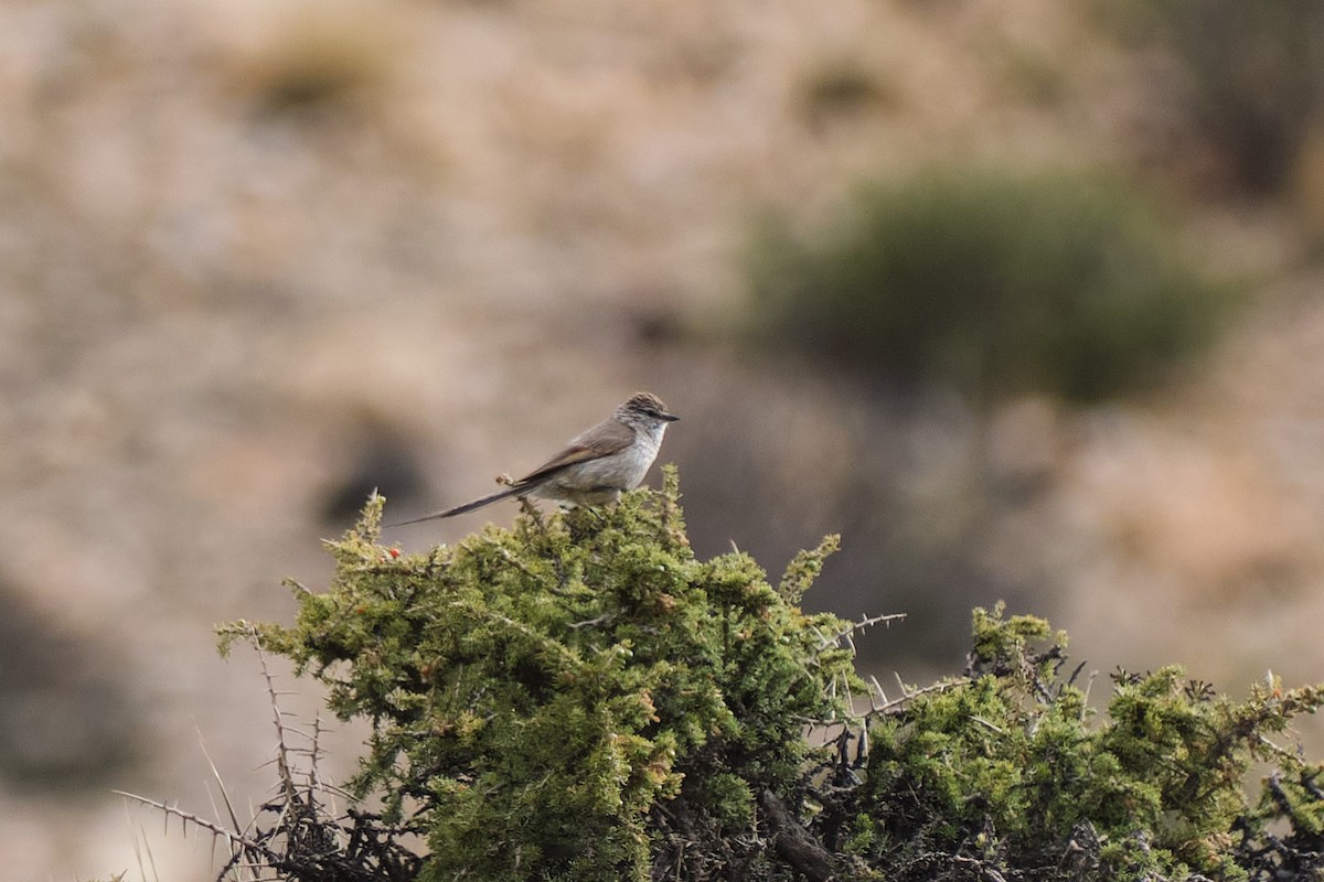 Plain-mantled Tit-Spinetail - ML646290220