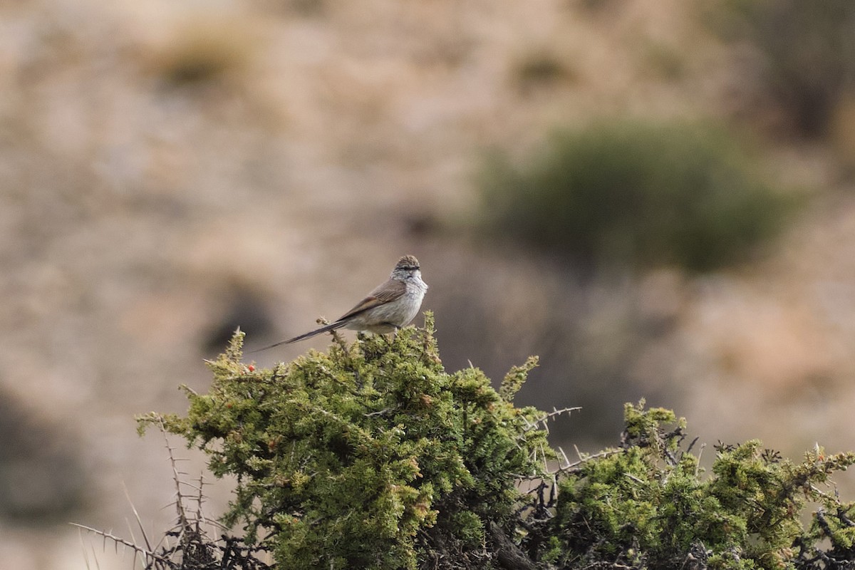 Plain-mantled Tit-Spinetail - ML646290221