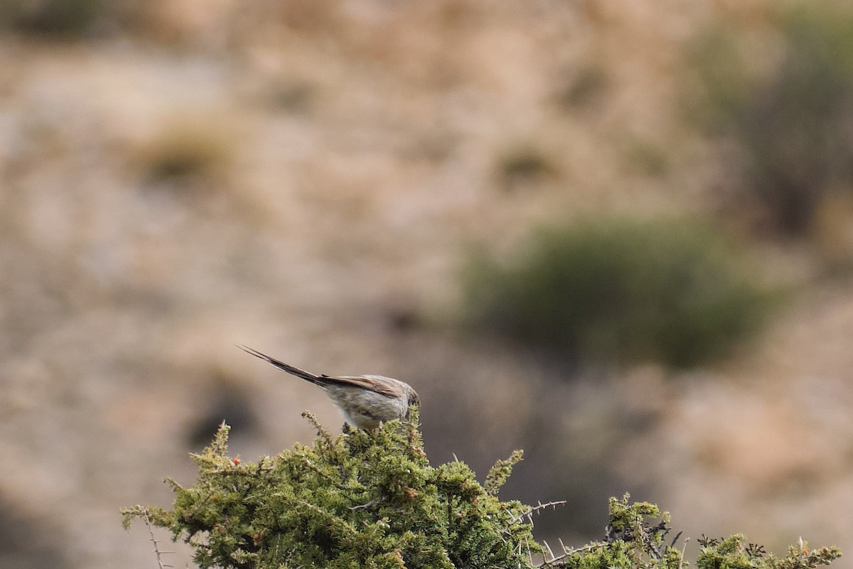 Plain-mantled Tit-Spinetail - ML646290222