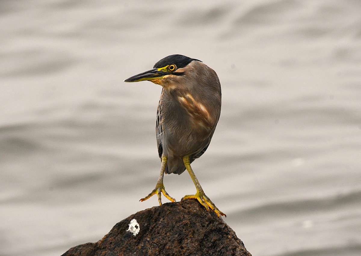 Little Heron - ML646290223