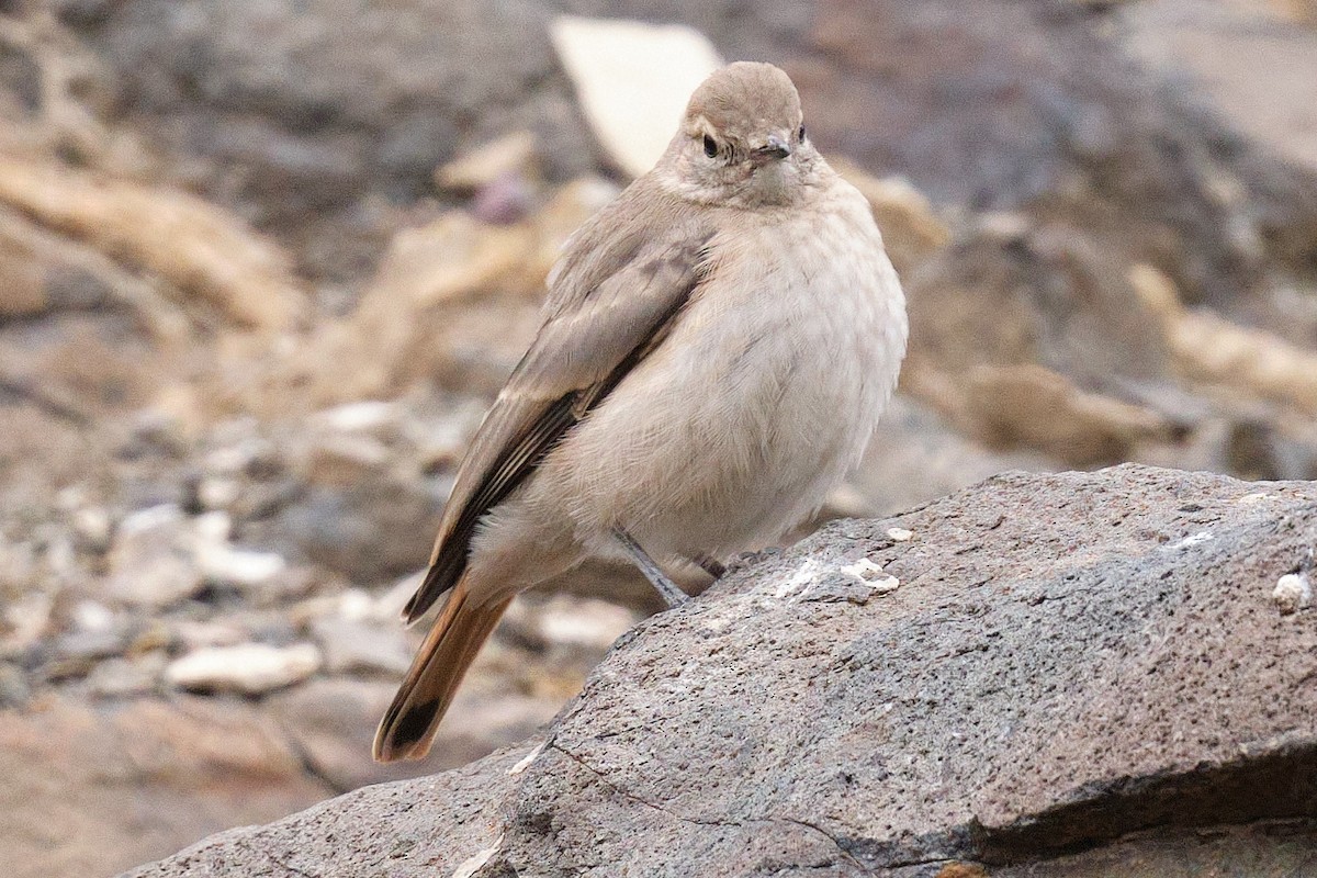 Rotschwanz-Erdhacker - ML646290224