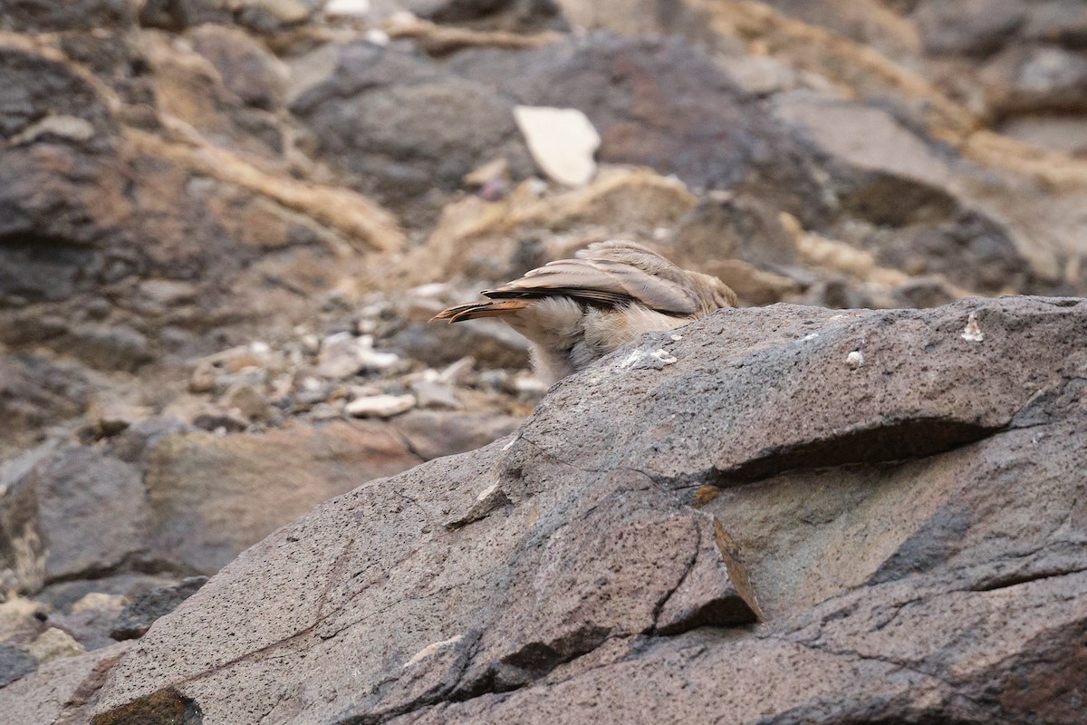 Rotschwanz-Erdhacker - ML646290225