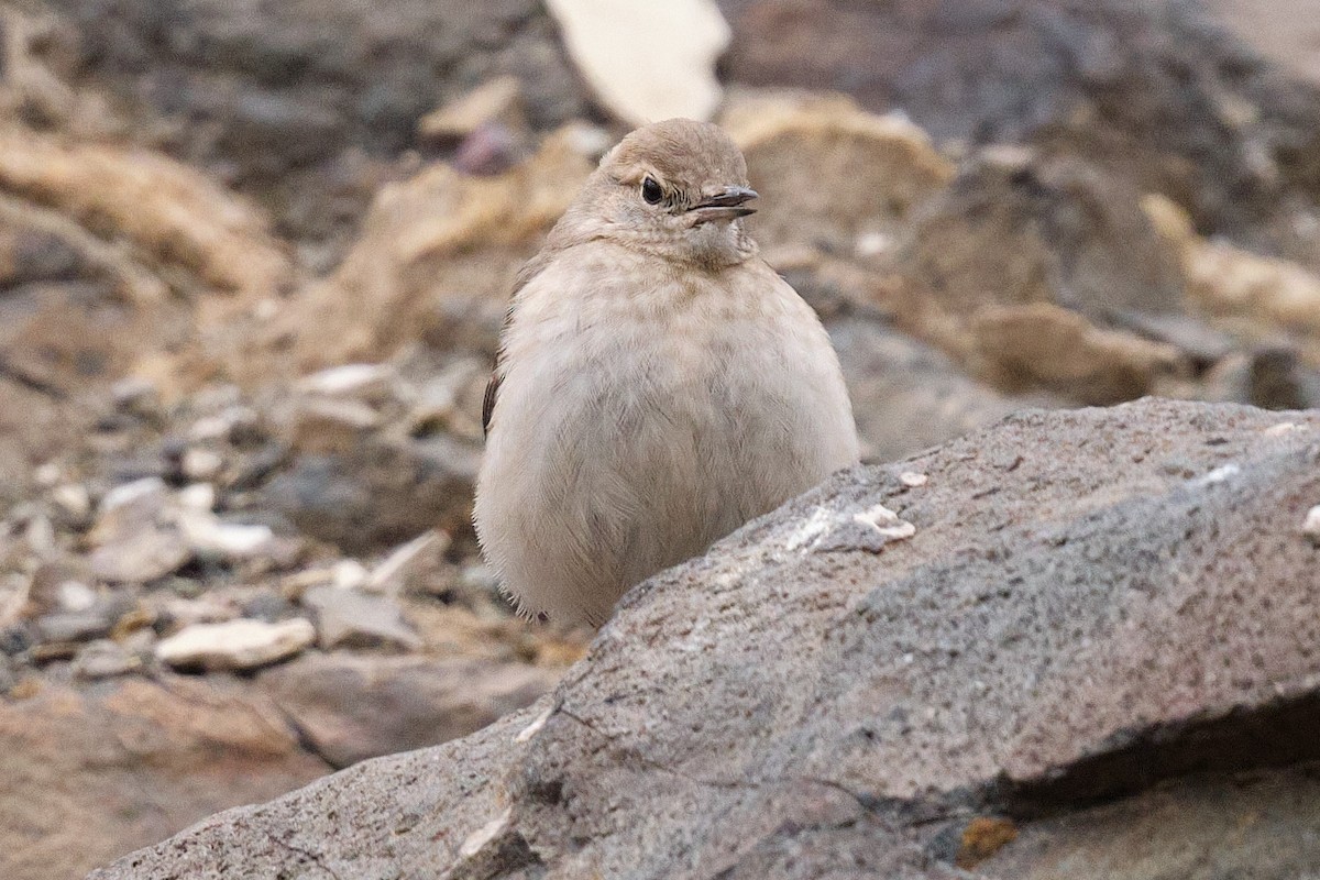 Rotschwanz-Erdhacker - ML646290226