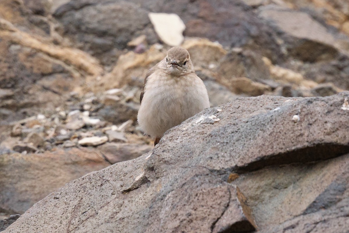 Rotschwanz-Erdhacker - ML646290227