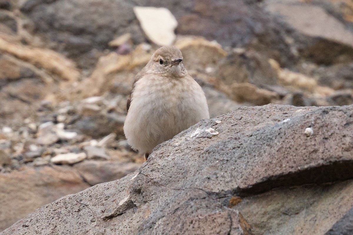 Rotschwanz-Erdhacker - ML646290228