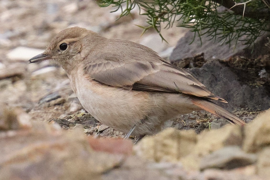 Rotschwanz-Erdhacker - ML646290229