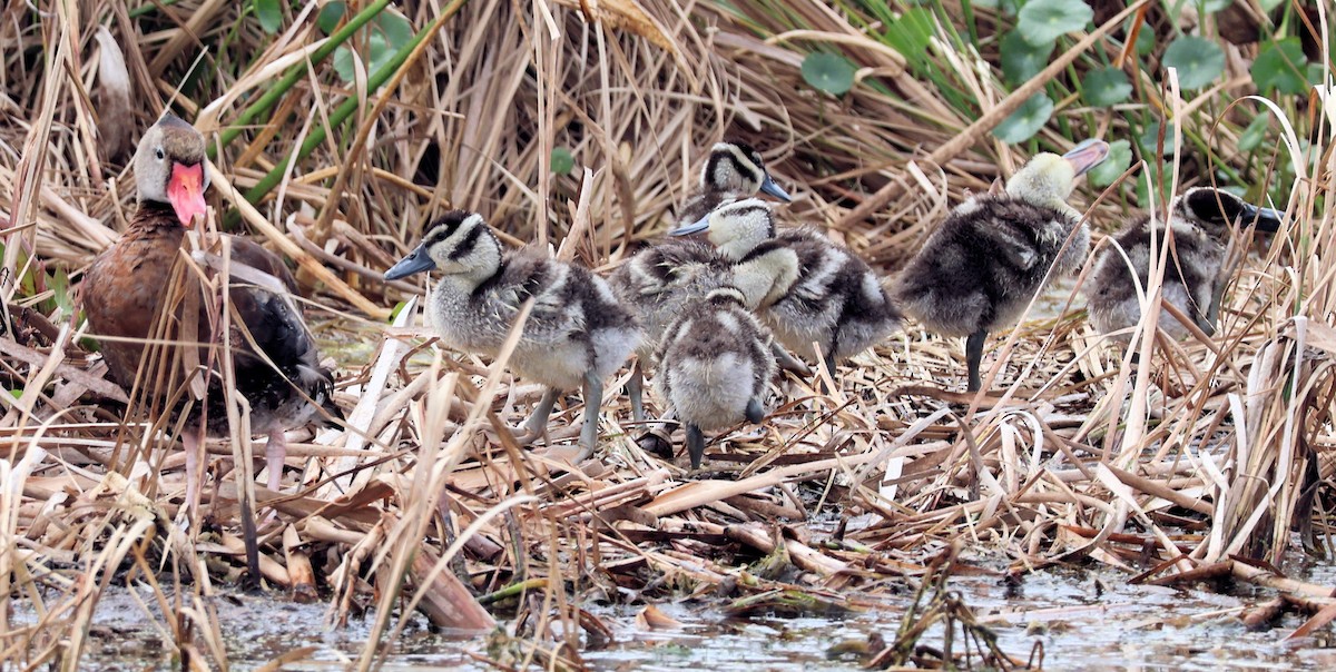 Rotschnabel-Pfeifgans - ML646290230