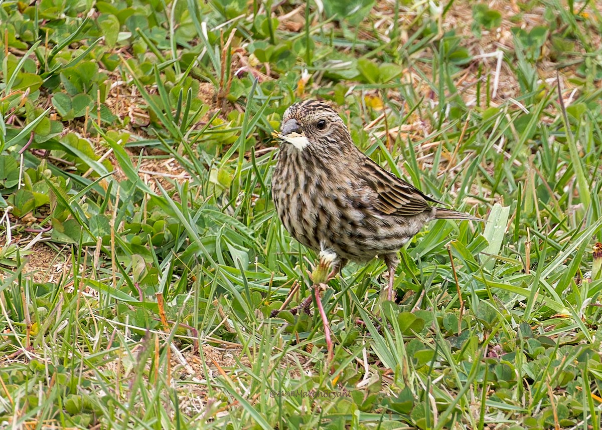 Schmuckgimpel - ML646290232