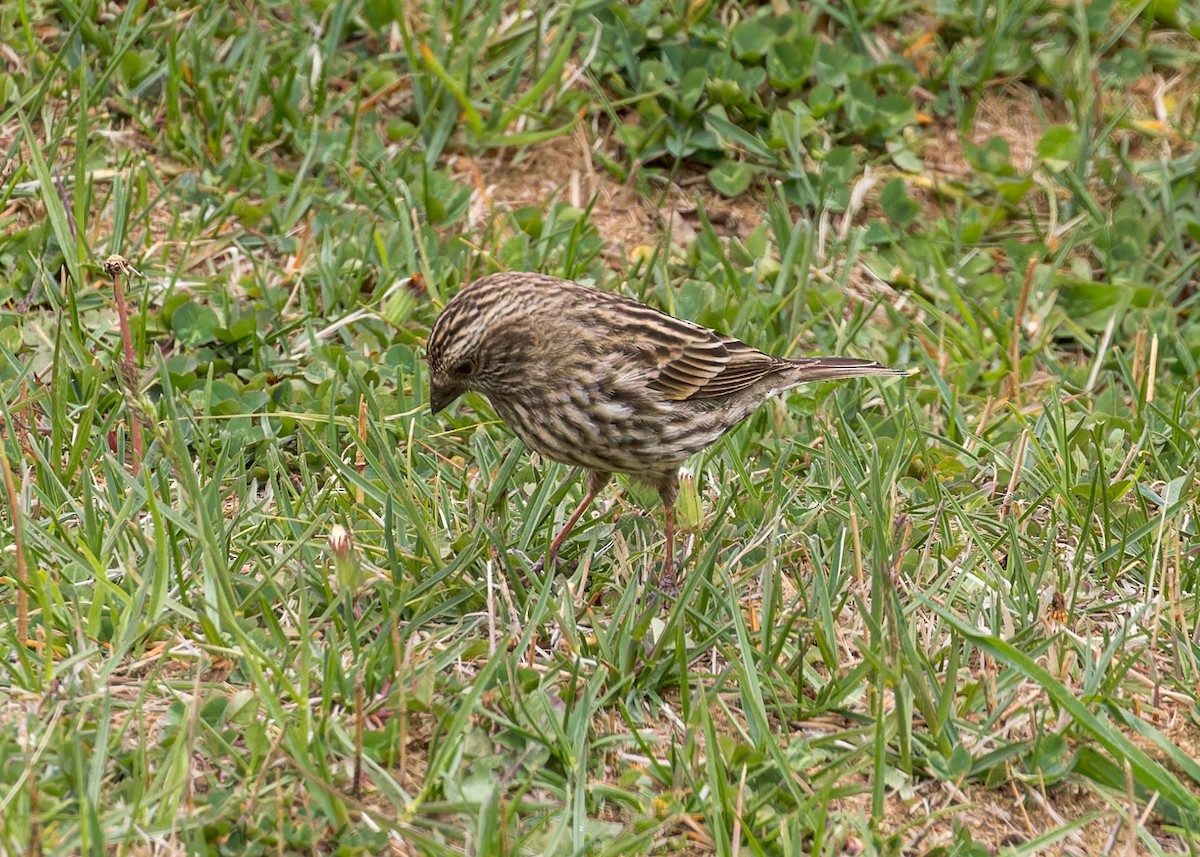 Schmuckgimpel - ML646290233