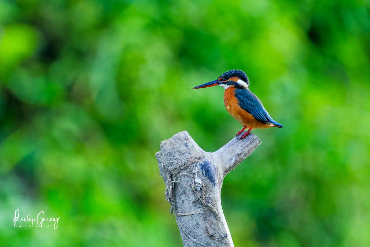 Eisvogel - ML646290234