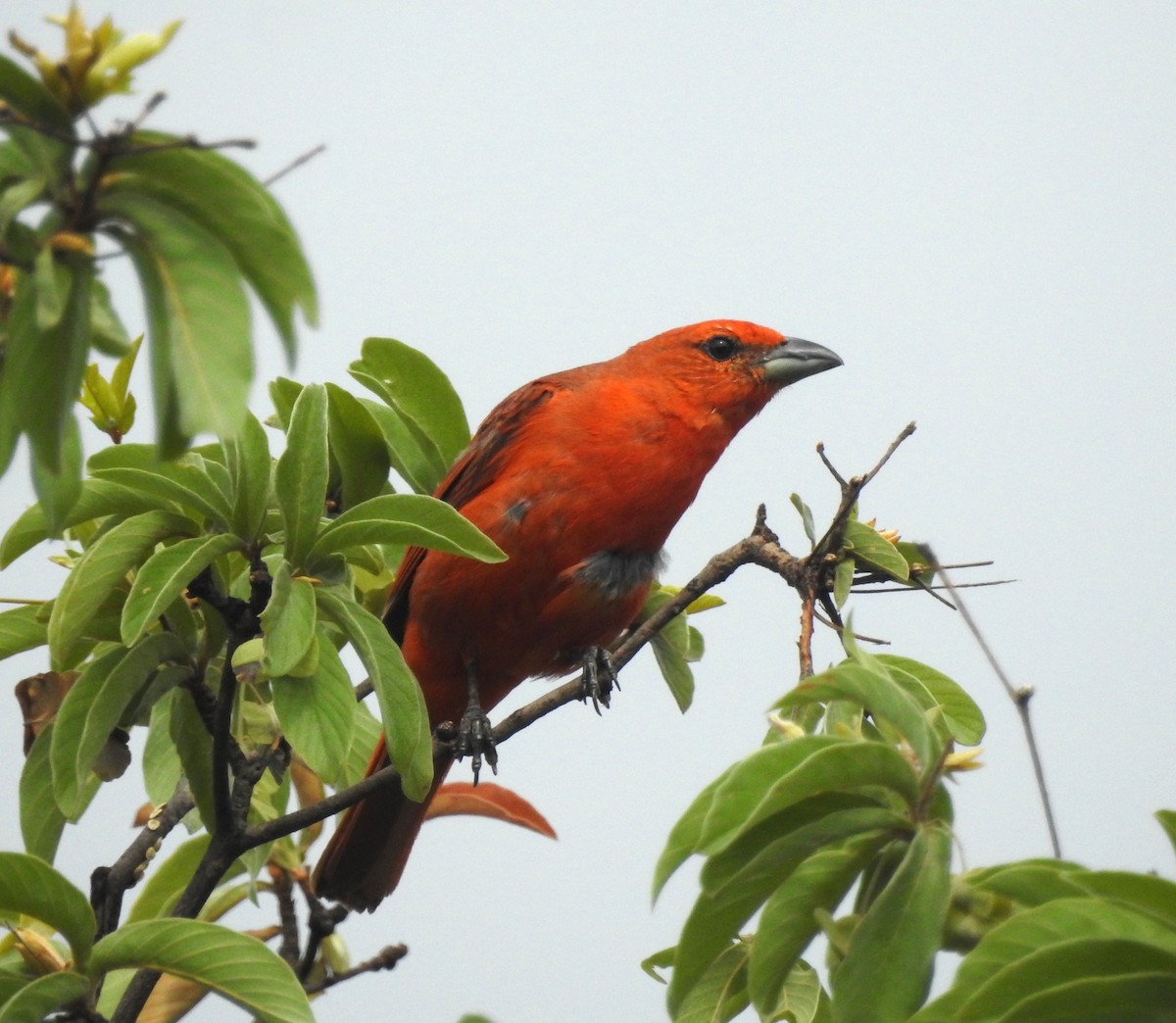 Zinnoberkardinal - ML646290235