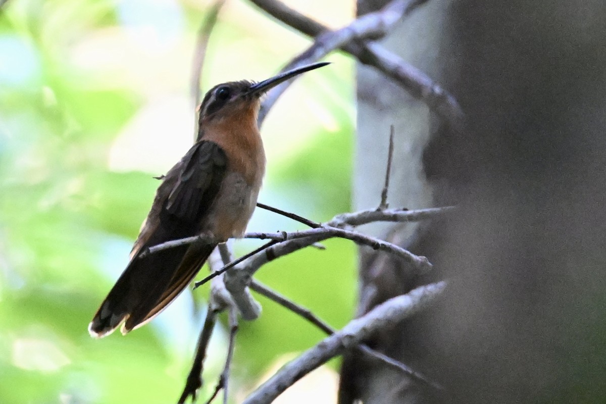 Hook-billed Hermit - ML646290237