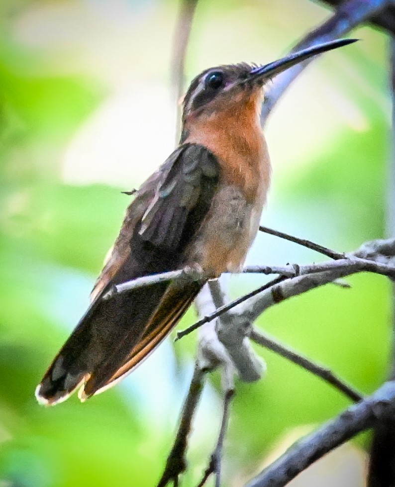 Hook-billed Hermit - ML646290238