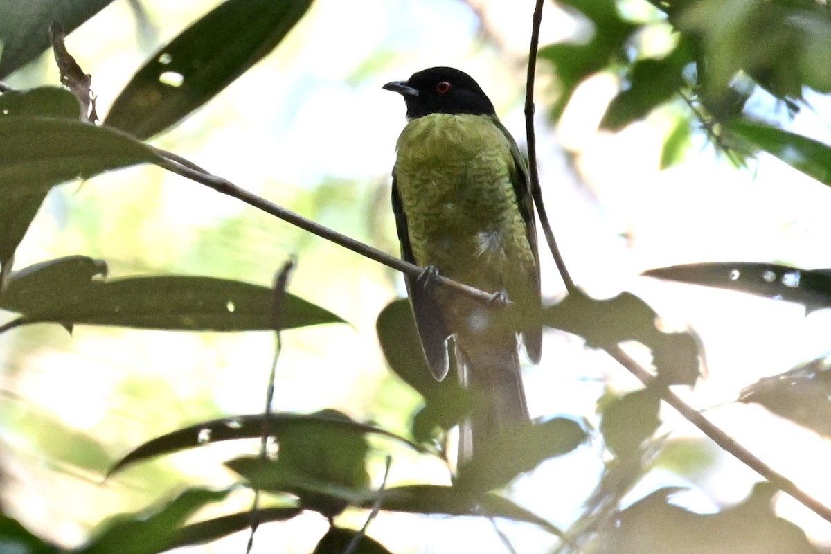 Olivmantel-Beerenfresser - ML646290241