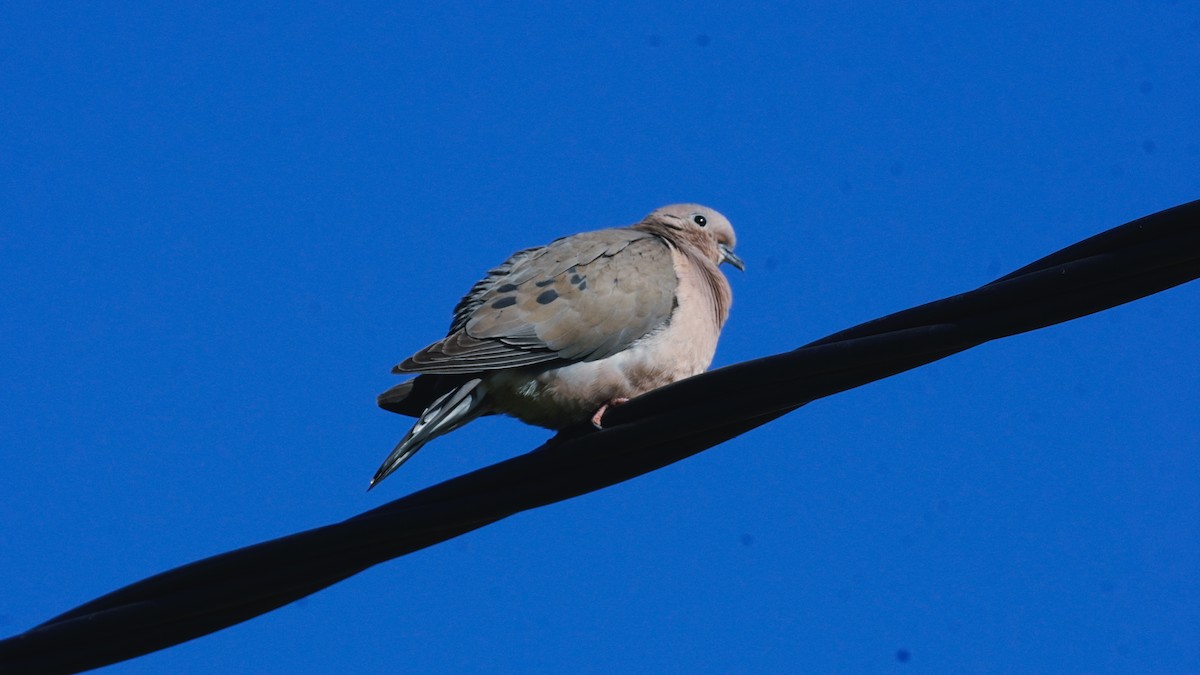 Ohrflecktaube - ML646290250