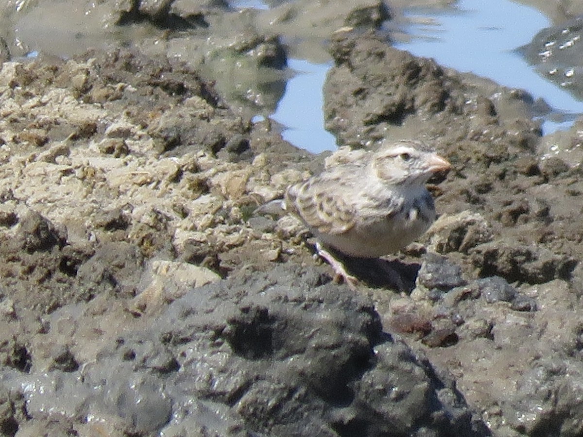 Rotschnabellerche - ML646290252