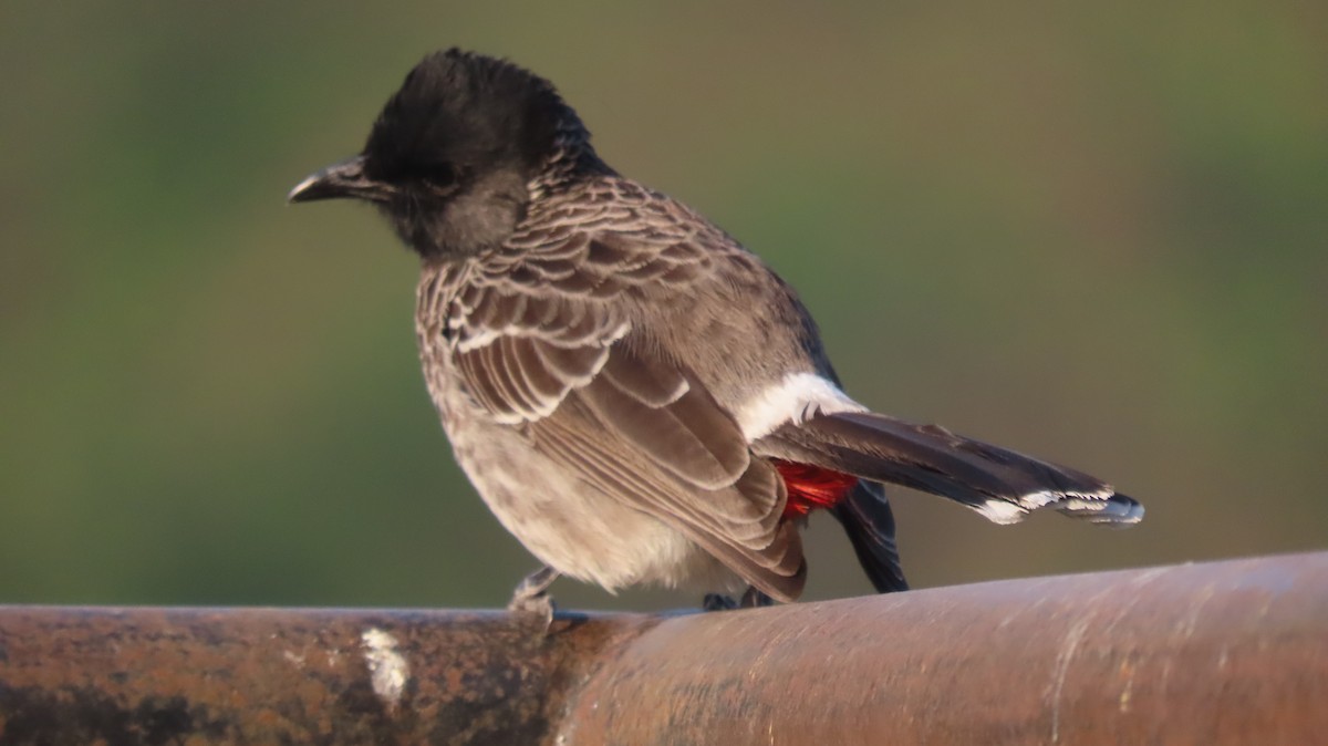 Rotsteißbülbül - ML646290253