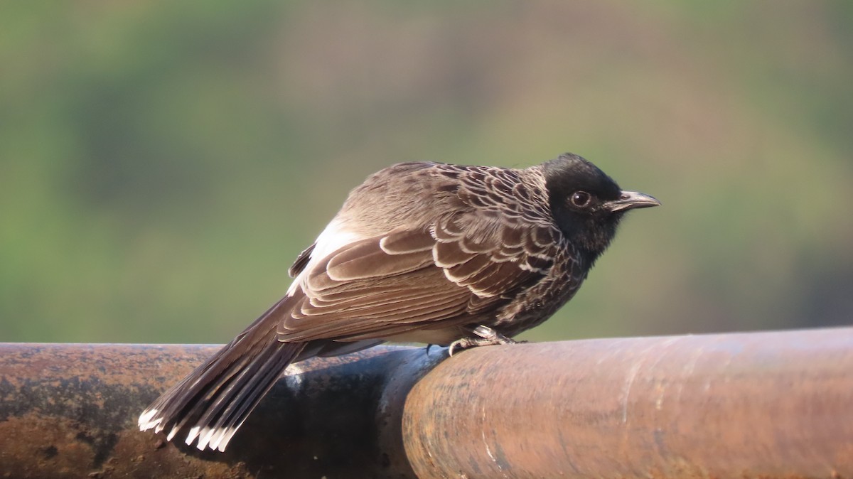 Rotsteißbülbül - ML646290257