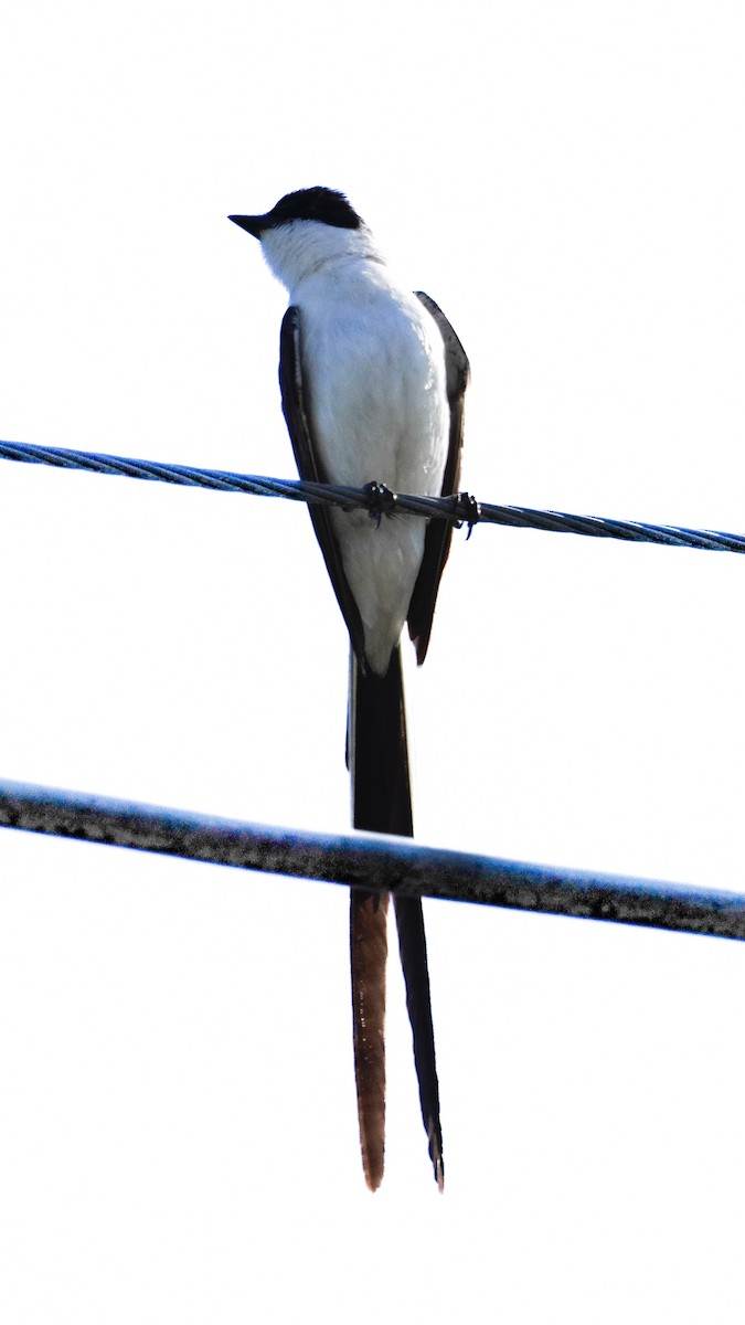 Gabelschwanz-Königstyrann - ML646290258