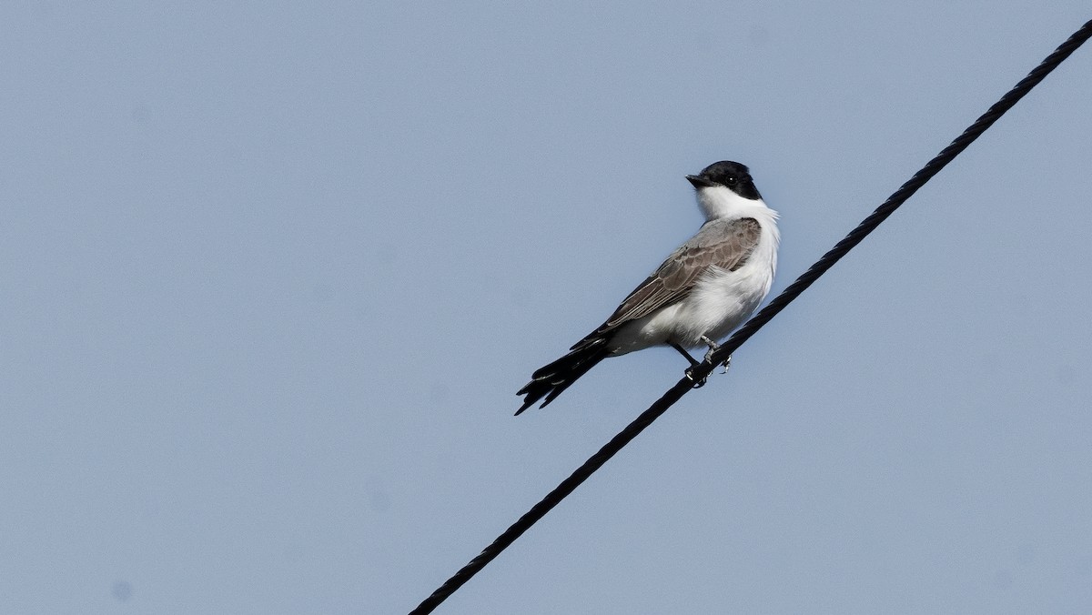 Gabelschwanz-Königstyrann - ML646290260