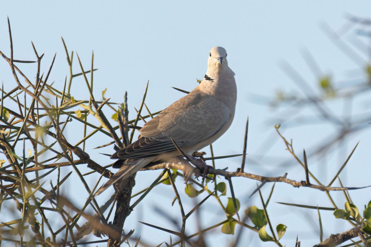 Lachtaube - ML646290264